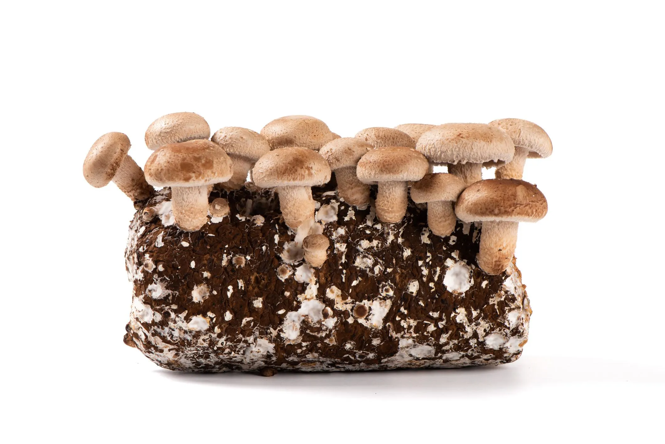 Fresh Shiitake